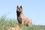 CAIRN TERRIER 304